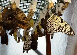 Risultato immagini per forestlab idroscalo